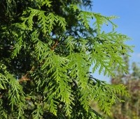 Thuja plicata 'Gelderland' - Reuzenlevensboom - 5