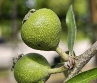 Pyrus salicifolia 'Pendula' - Wilgbladige peer - 3