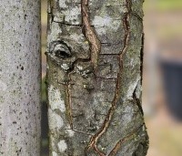Pyrus salicifolia 'Pendula' - Wilgbladige peer - 4
