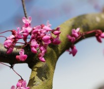 Cercis canadensis 'Ruby Fall's '