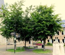 De Gewone Beuk of Groene beuk in dorpscentrum