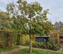 Malus domestica 'Notarisappel'  