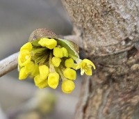 Cornus mas - Gele kornoelje - 1