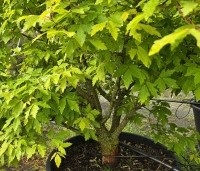 Acer triflorum - Driebloemige esdoorn - 2