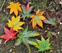 Acer palmatum 'Brown Sugar' herfst
