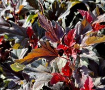 Physocarpus Opulifolius 'Diable d' Or'