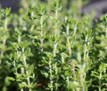 Vaste plant Teucrium lucidrys per volle kist