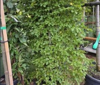 Carpinus betulus - Haagbeuk - 1