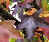 Liquidambar styraciflua - Amberboom - 1