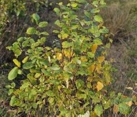 Salix alba - Schietwilg - zaailing in een Wadi