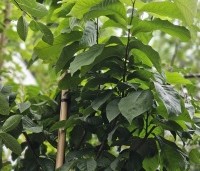 Asimina triloba - Pawpaw - 1