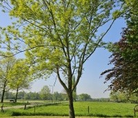 Pterocarya Stenoptera - Vleugelnoot - 6