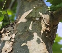 Platanus hispanica - Plataan - 5