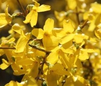 Forsythia 'Goldrausch' - Chinees klokje  'Goldrausch' - 3