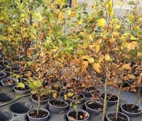 Fagus sylvatica - Groene beuk - potgekweekt