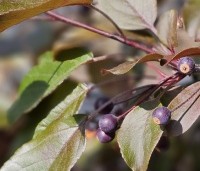 Malus 'Veitch's Scarlet' - Sierappel 'Veitch's Scarlet' - juni