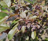 Malus 'Veitch's Scarlet' - Sierappel 'Veitch's Scarlet' - 1