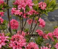 Rhododendron 'Homebush' - Azalea ''Homebush' - 3
