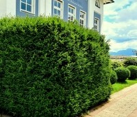 Taxus baccata - Venijnboom -  haag en bollen