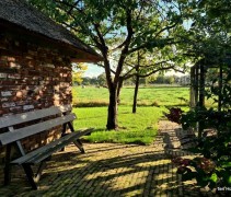 Prunus avium 'Regina' halfstam met bankje