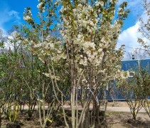 Prunus 'Ukon'