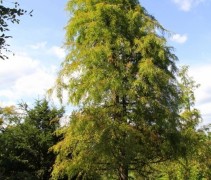 Taxodium distichum