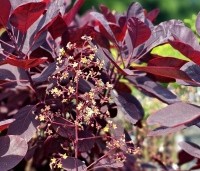 Cotinus coggygria 'Royal Purple' - Rode Pruikenboom - 1