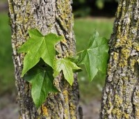 Liquidambar styraciflua - Amberboom - 2