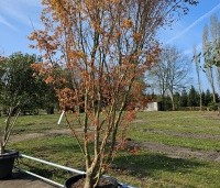 Acer palmatum 'Ueno Yama' - Japanse Esdoorn 'Ueno Yama' - voorjaar