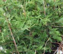 Cupressocyparis x Leylandii
