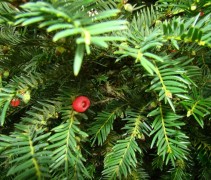 Taxus baccata