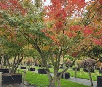 Acer palmatum - Japanse Esdoorn - 3