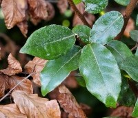 Elaeagnus ebbingei - Olijfwilg -