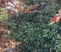 Elaeagnus ebbingei - Olijfwilg -  struikachtig en ongesnoeid in combinatie met beuk januari 2025