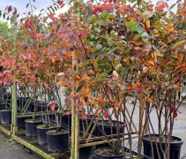 Amelanchier 