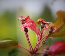 Malus Mokum beginnende vruchten