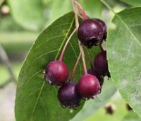 Amelanchier lamarckii - Krentenboompje - 2