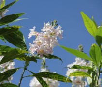 Chitalpa in de zomer met vers groen blad en bloemen