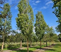 Acer rubrum 'Scanlon' - Rode esdoorn 'Scanlon' - 1