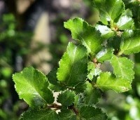Nothofagus antartica - Schijnbeuk - 1