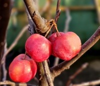 Malus 'Red Sentinel' - Sierappel - 2