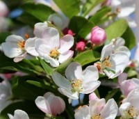 Malus 'Red Sentinel' - Sierappel - 3