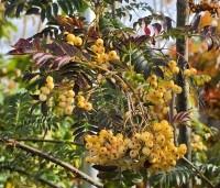 Sorbus 'Joseph Rock' - Lijsterbes 'Joseph Rock' - 1