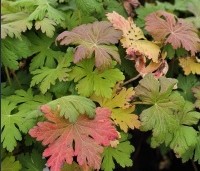Geranium macrorhizum - Ooievaarsbek - 1