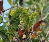 Quercus x turneri 'Pseudoturneri' - Semi- wintergroene eik 'Pseudoturneri' - november