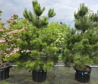 Pinus nigra 'Nigra' - Oostenrijkse den - 2