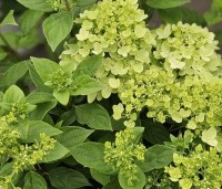 Hydrangea paniculata 'Little Lime' - Pluimhortensia 'Little Lime' - 1