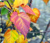 Acer Davidii