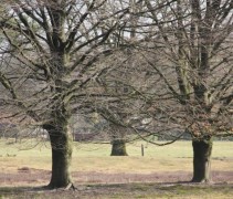 Fagus sylvatica