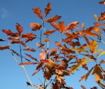 Quercus rubra 'Boltes Gold' herfst